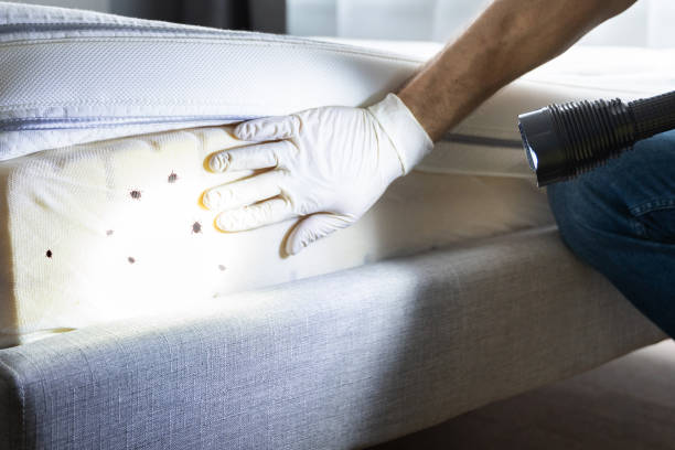 Flea Control Services in Arrowhead Beach, NC