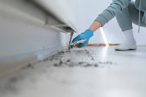 Best Wasp Removal Services  in Arrowhead Beach, NC